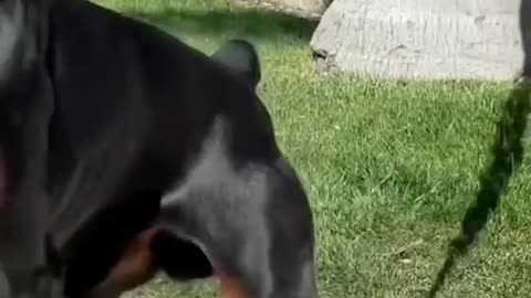 cute and pretty dog doberman