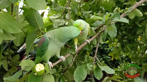 Ringneck Parrot Talking and Eating Guava on Tree