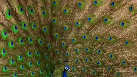 The peacock plays the bird