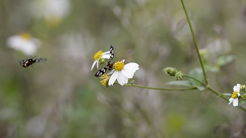 Butterfly 🌼