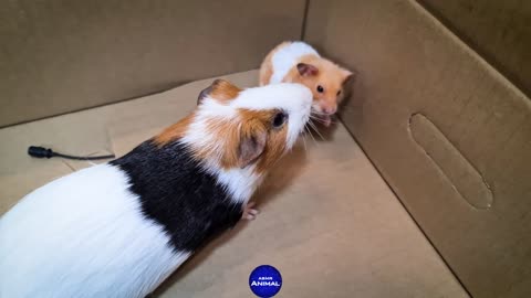 Hamster meets Guinea Pig