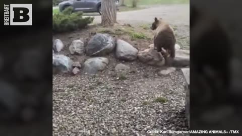 BEARY RUDE! Bear Stands on Hind Legs to OPEN FRONT DOOR of Colorado Home