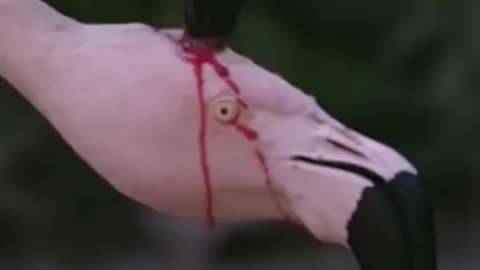 Is this hurting that flamingo feeding blood to its baby..?