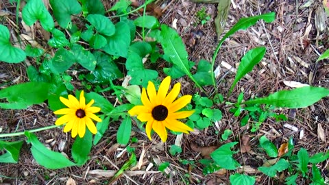 Black-eyed Susans