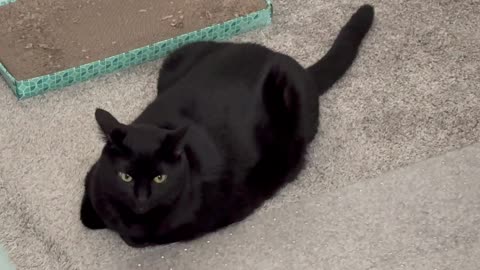 Adopting a Cat from a Shelter Vlog - Cute Precious Piper is a Modified Office Carpet Loaf