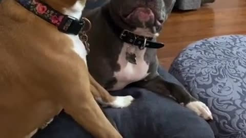 Best Dogs Reaction 😆 You'll Will Must LAUGH