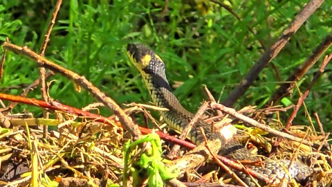 Snake straightens up and looks into the distance / beautiful grass snake in nature.