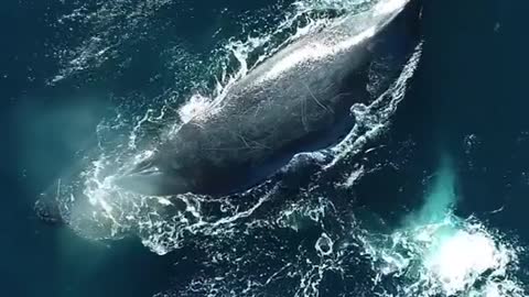 A humpback whale playing with dolphins