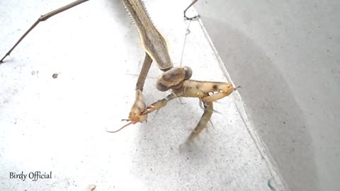 Gaint Praying Mantis Eating Centipede - Insects World