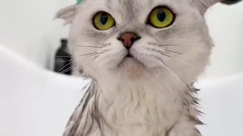 Cat spa day|| lovely cat