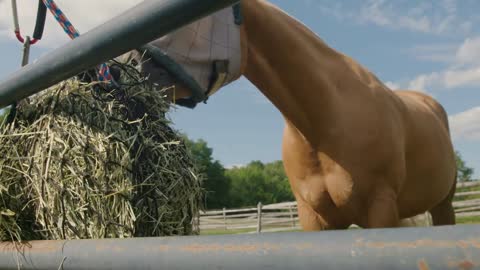 Horse wearing a fly mask happily eats from a bale of hay hanging from farm fence98