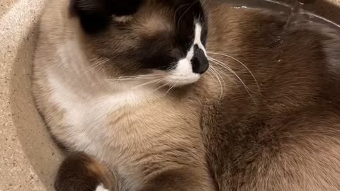 Cat Relaxes in Sink While Faucet Runs