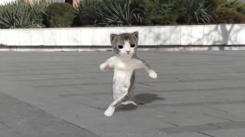 Dancing cat