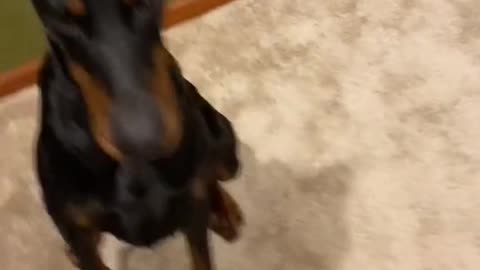 THE DOBERMAN - FULLY TRAINED DOG #part 1