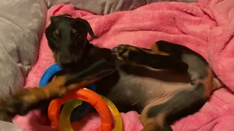 9 week old Doberman pup chewing up toy before bedtime