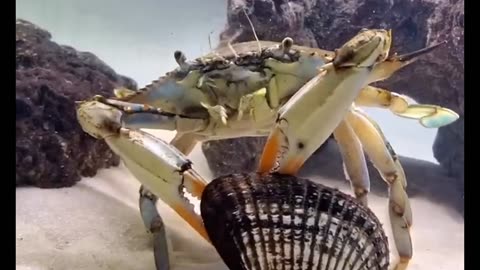 crab VS clam