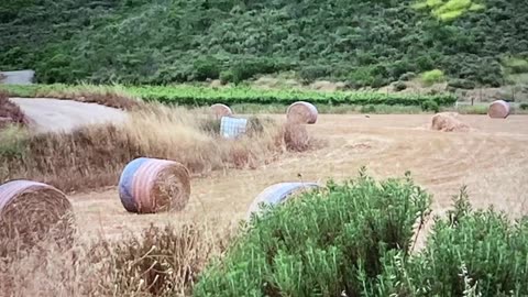 THE MOST PATRIOTIC HAY FIELD EVER