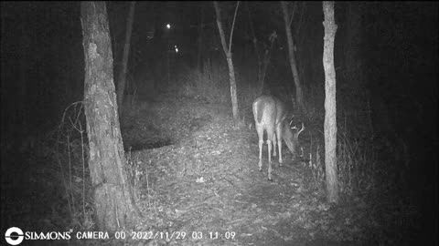 Backyard Trail Cams - Small 8 Point Buck