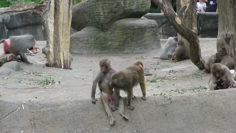 Hamadryas_baboonmating