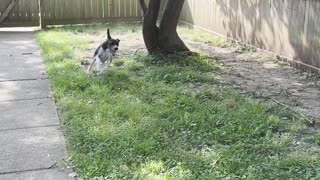 Tall Fence Doesn't Slow Down Lexi the Jumping Dog