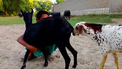 Goat Mating In Villages