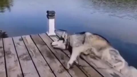 Funny animal videos 🥰🤣🤣🤣😂😂🤣