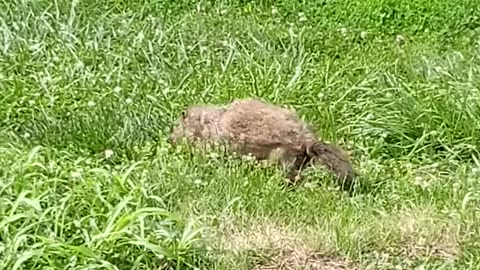 He turned his back to me. How rude! 😀 | The Rural Outdoors