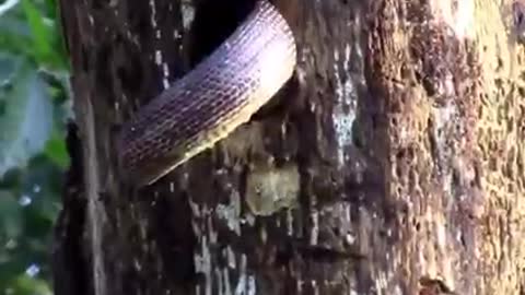 Red bellied wood pecker and snake have life and death struggle video