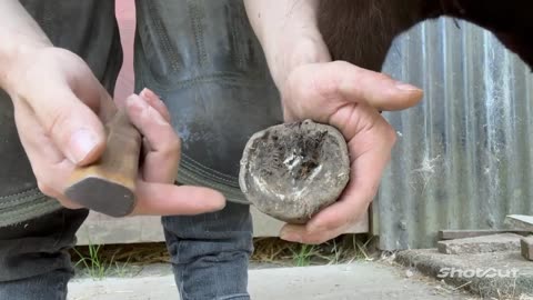 Overgrown Hoof - Trimmed and grinned