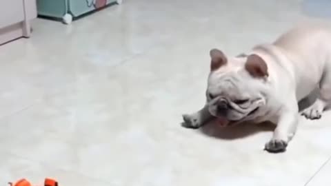 Cute_dog_funny_video_😂😂