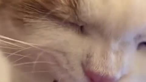 "Adorable Cat Devours Delicious Meal: A Purr-fect Feast!"