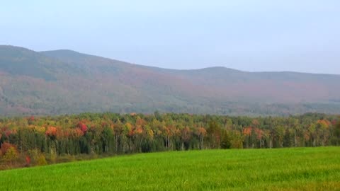 Fall Foliage