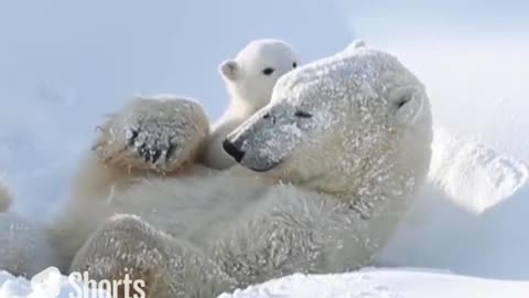 Cute Polar Bear Family #shorts #viral #shortsvideo #video