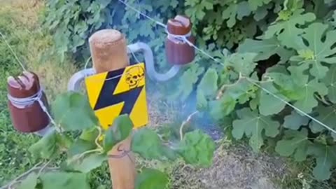 A visual demonstration of the dangers of electric fencing!