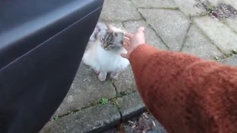 Cat wants to come in the car 🐈