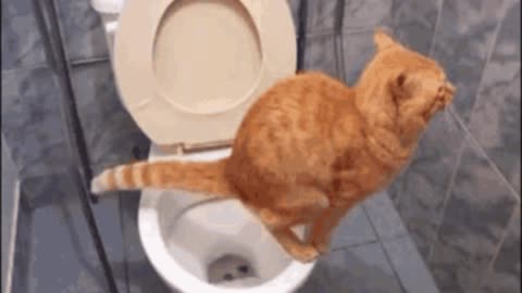 Gif video of cat pooping in the bathroom