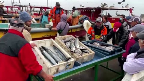 Chilean dolphins are ‘disappearing at an alarming rate'