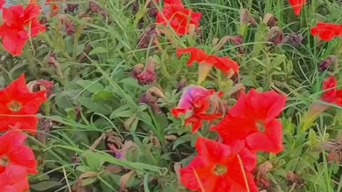 Natural and beautiful view of red colour flowers with relaxing sound✨💕