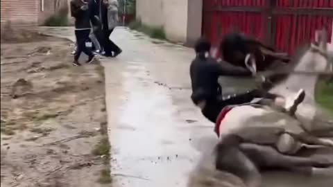 Funny Horse Running and Fall