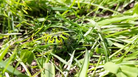 Emperor Moth (Saturnia pavonia) Caterpillars feeding and exploring in the sun! 🌞