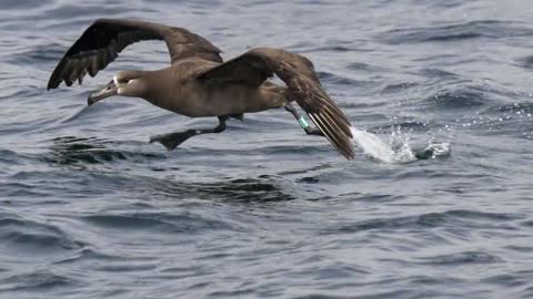 The Most Haunting Birds Songs of the World