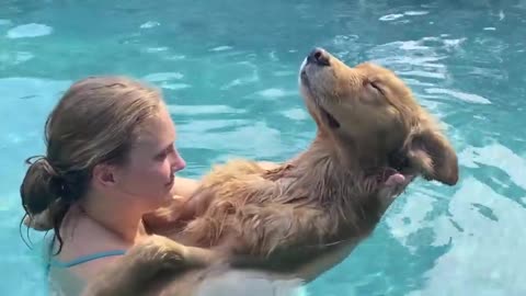 Dog Takes Nap In Swimming Pool