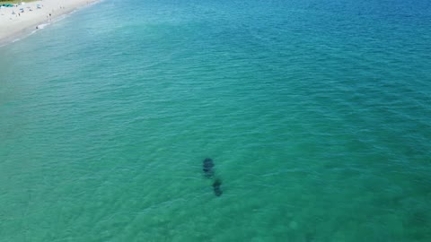 Amazing ! Two beautiful manatees swim along the shore of the Atlantic Ocean. Florida.