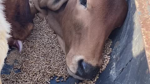 One Hungry Heifer