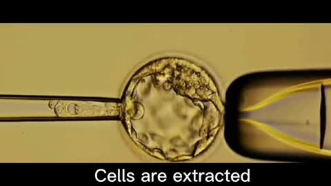 Can blastocyst biopsy damage embryos?