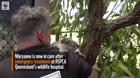 Koala survives Australian bushfires