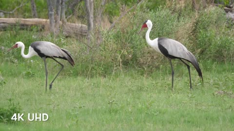 Planet Earth 4K | Beautiful Bird Sounds Nature Relaxation