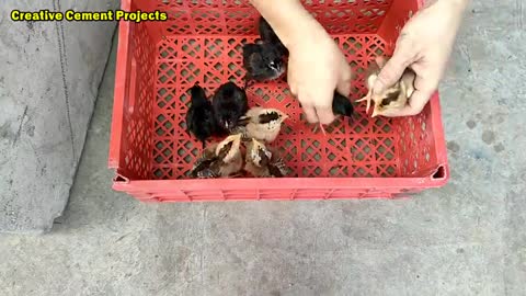 Tray Making to feed the chicks