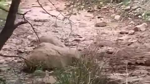 Tiger killed dog at zone 2 Ranthambore National Park, Tiger attack #Shorts