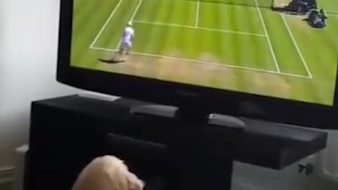 Cute Puppy Watching Tennis On TV